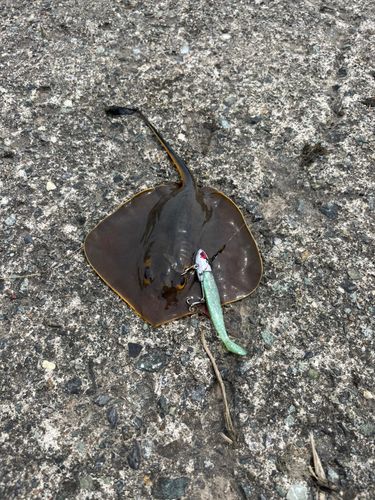 アカエイの釣果