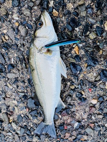 セイゴ（ヒラスズキ）の釣果