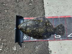 クロガシラガレイの釣果