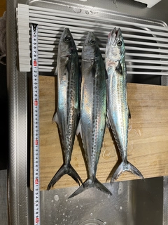 サゴシの釣果