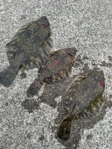 カレイの釣果
