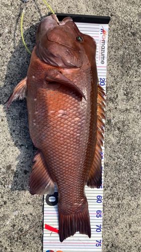 コブダイの釣果