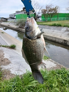 フナの釣果