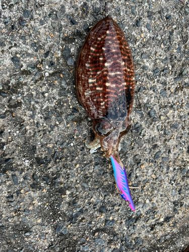 コウイカの釣果