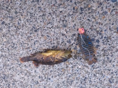 クロソイの釣果