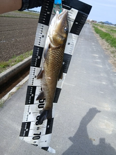 ニゴイの釣果