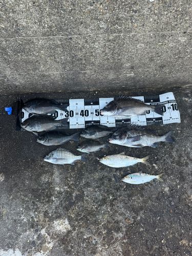 チヌの釣果