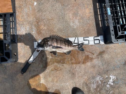 クロダイの釣果