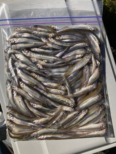 ワカサギの釣果