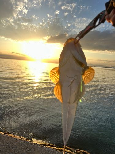 マゴチの釣果