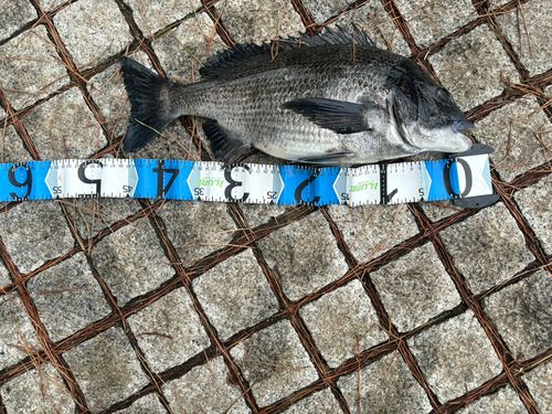 クロダイの釣果