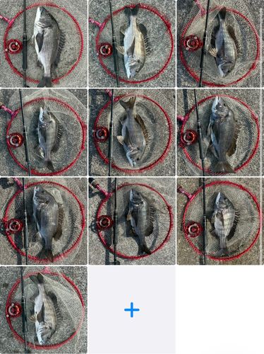 チヌの釣果