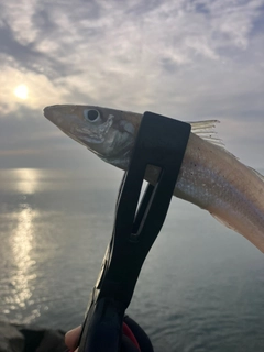 キスの釣果