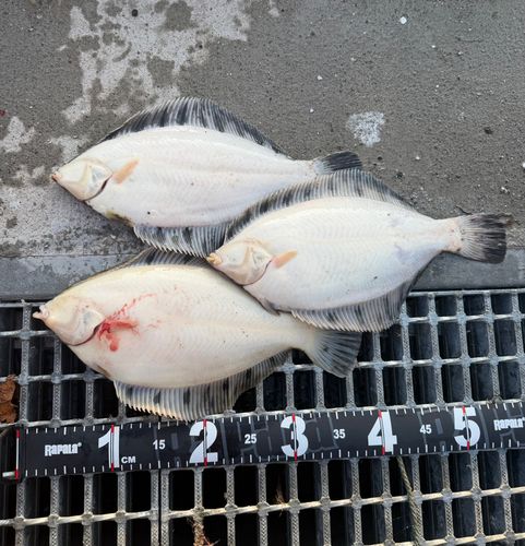 クロガシラガレイの釣果