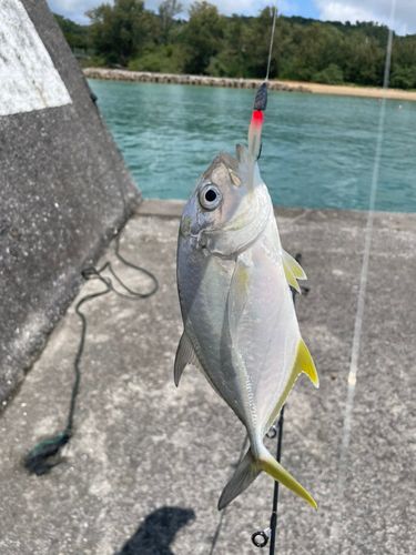 オニヒラアジの釣果