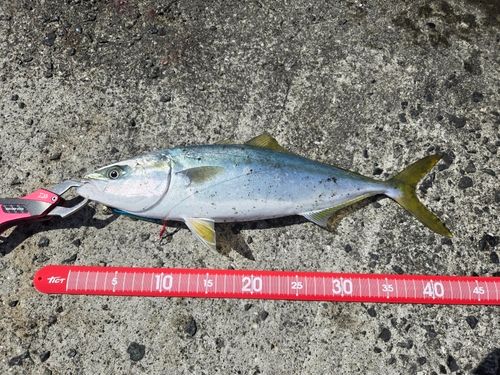 ヤズの釣果