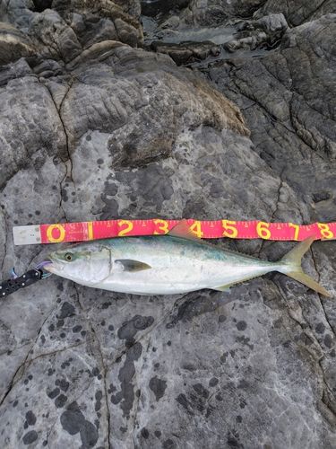 メジロの釣果