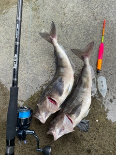 ホッケの釣果