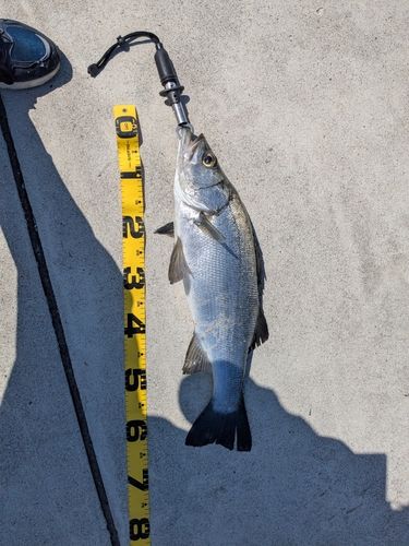 ヒラスズキの釣果