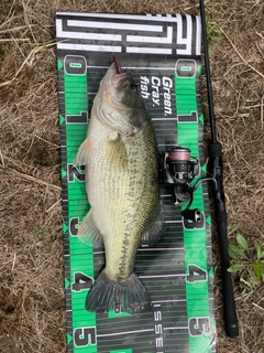 ブラックバスの釣果