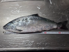 サクラマスの釣果