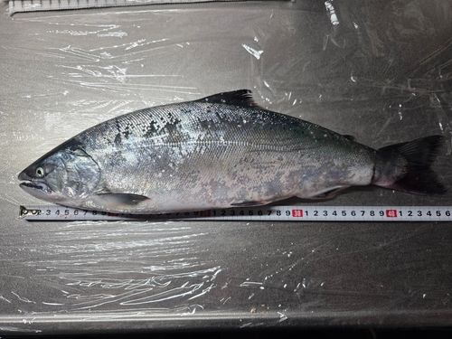 サクラマスの釣果