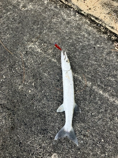 カマスの釣果