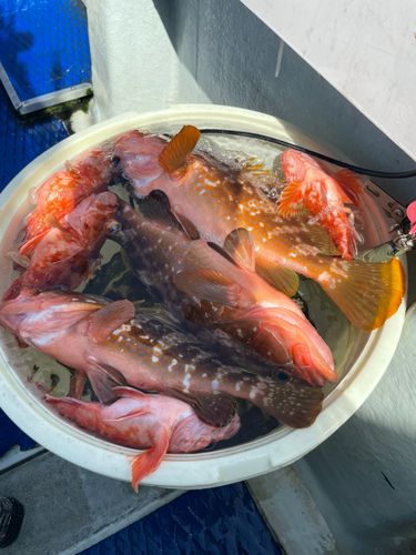 アコウの釣果