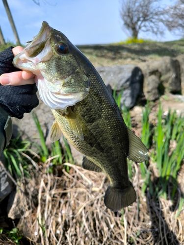 ラージマウスバスの釣果