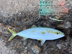コゾクラの釣果