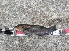 アイナメの釣果