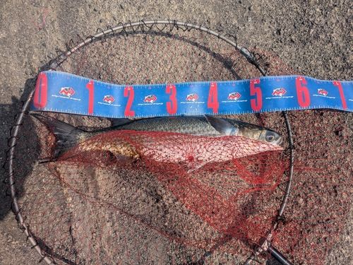 ボラの釣果