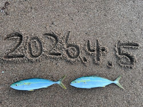ワカシの釣果