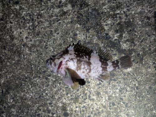 ムラソイの釣果
