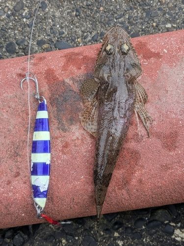 マゴチの釣果