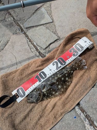 ソゲの釣果