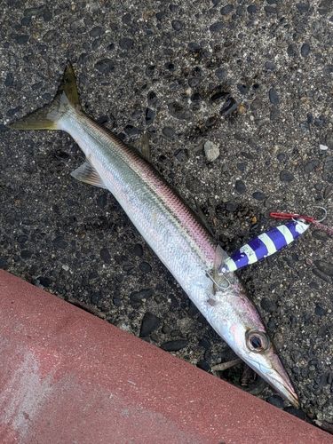 アカカマスの釣果