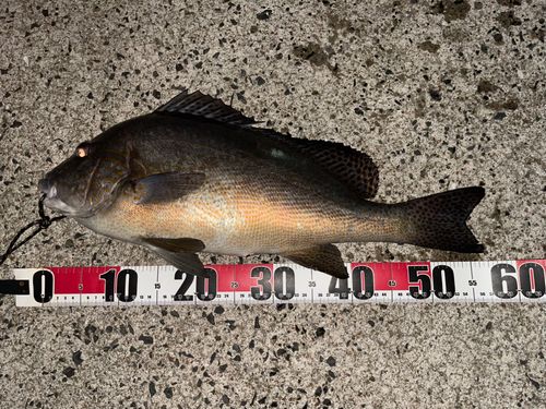 コロダイの釣果