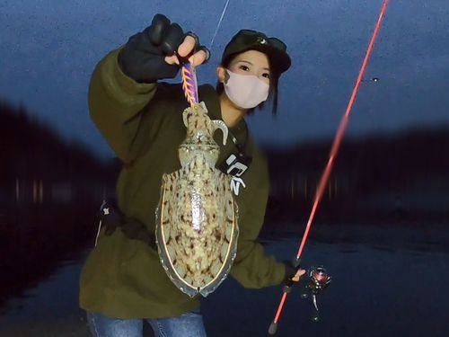 コウイカの釣果