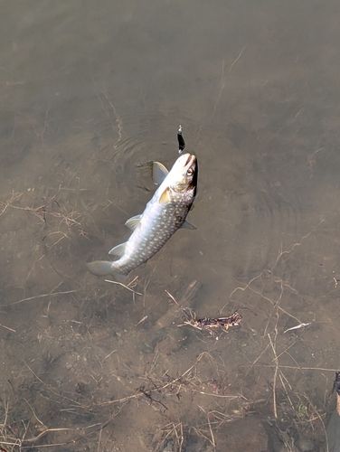 エゾイワナの釣果