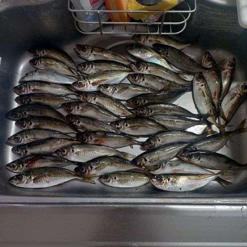 アジの釣果
