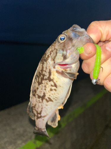 ソイの釣果