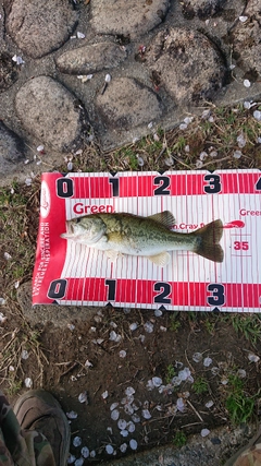 ラージマウスバスの釣果