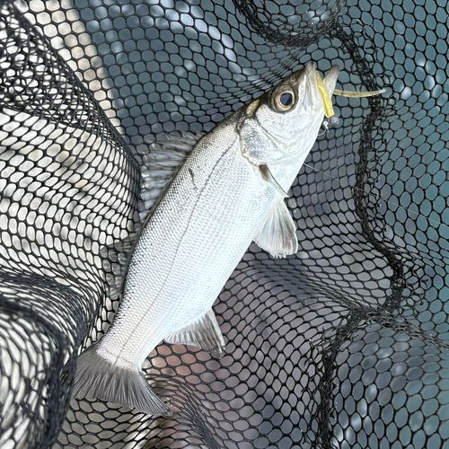 セイゴ（ヒラスズキ）の釣果