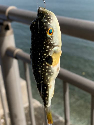 クサフグの釣果