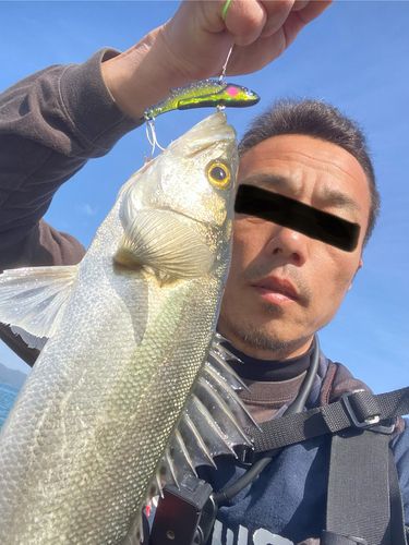 スズキの釣果