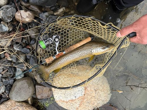 ブラウントラウトの釣果