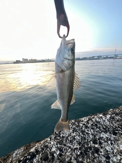フッコ（マルスズキ）の釣果
