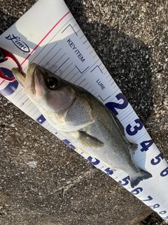 フッコ（マルスズキ）の釣果