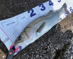 フッコ（マルスズキ）の釣果